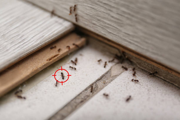 Best Wildlife Control Services  in Mathews, VA