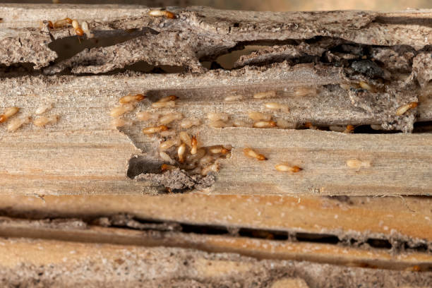 Best Cockroach Control Services  in Mathews, VA